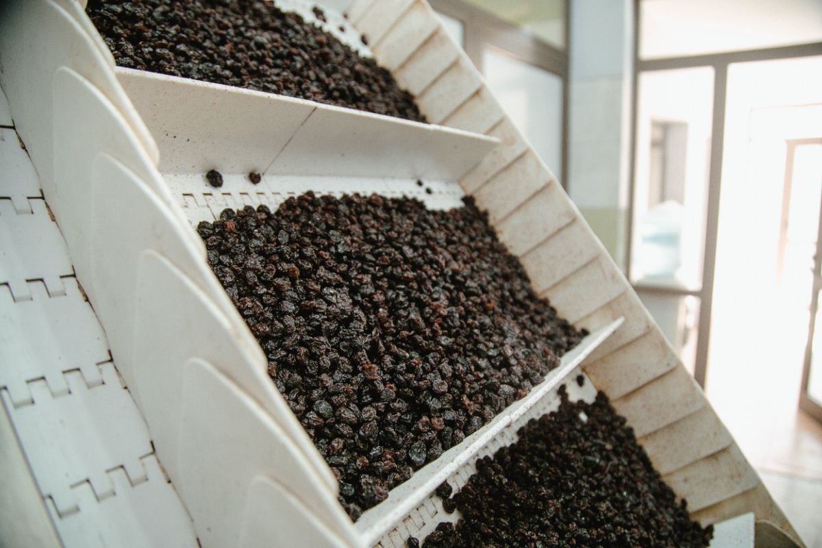 Envasado y Control Final